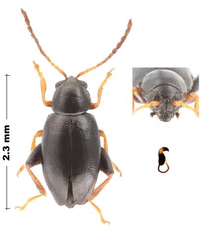Réf. 300 324 : Longitarsus anchusae